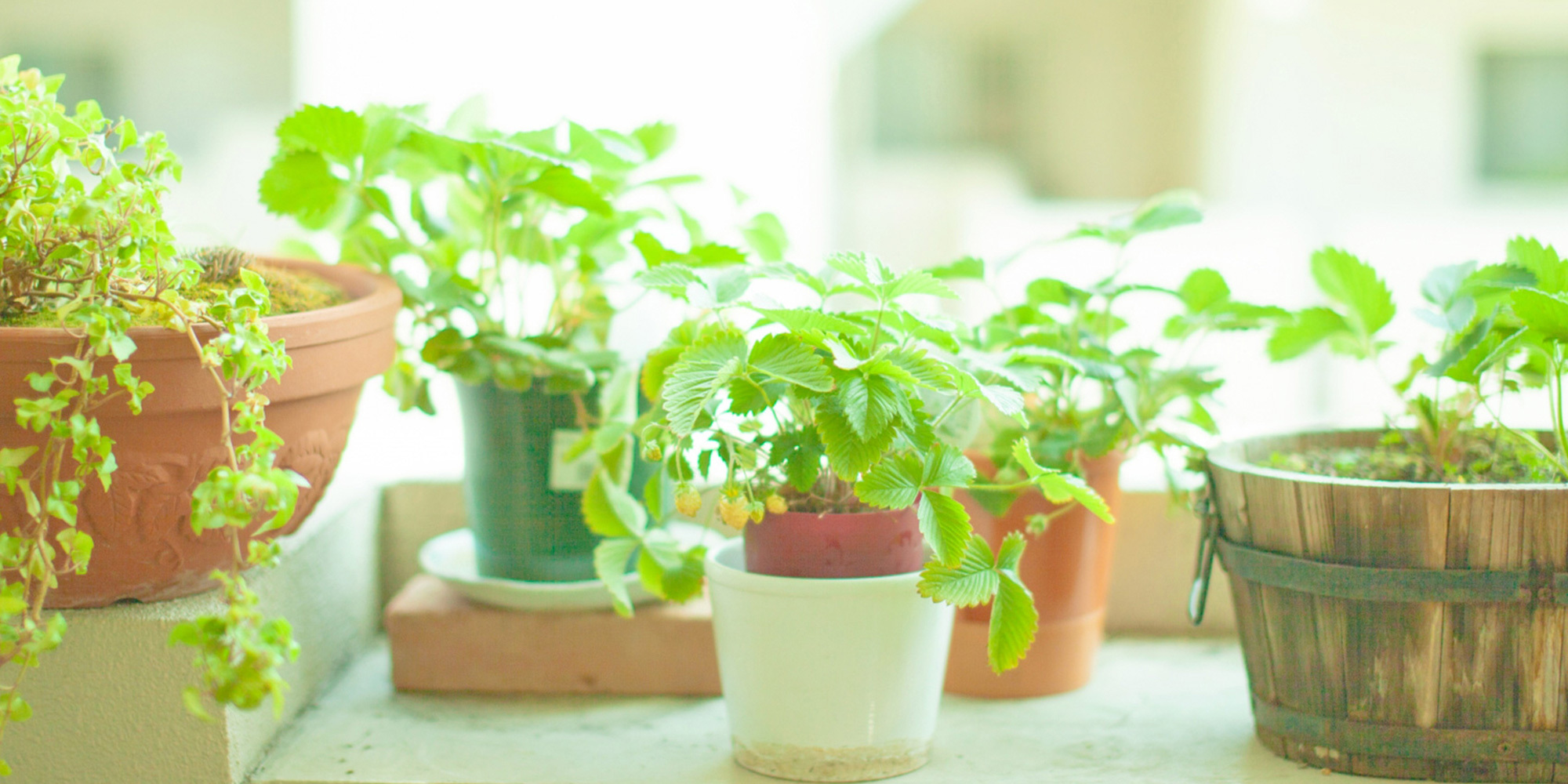 米子市角盤町、NTT前停留所、保険調剤、OTC販売他